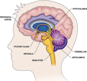 Read more about the article The Profound Impact of Emotions on the Brain, Bones, and Muscles: The Need for Emotional Intelligence